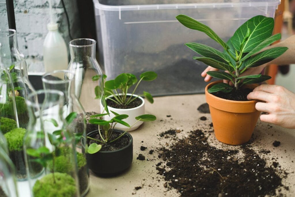 一雙手在桌上將綠葉植物移植到陶土花盆，周圍散落土壤，旁邊擺放多盆室內植物與裝有苔蘚的玻璃瓶，居家園藝換盆的場景
