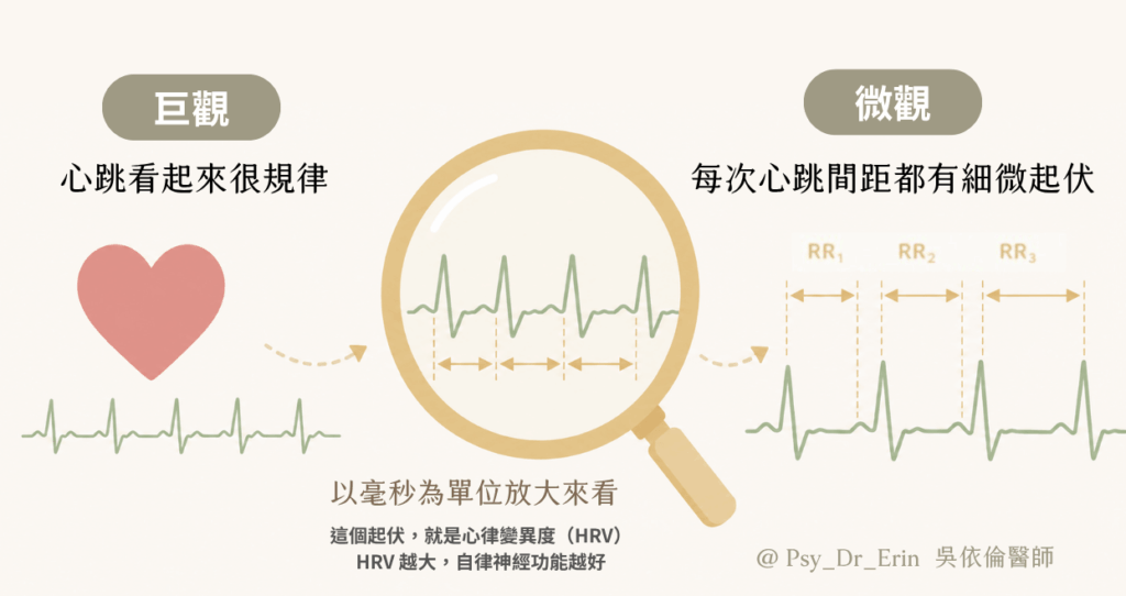 心律變異度 HRV 圖解：巨觀與微觀比較，說明每次心跳間距的細微起伏代表自律神經功能