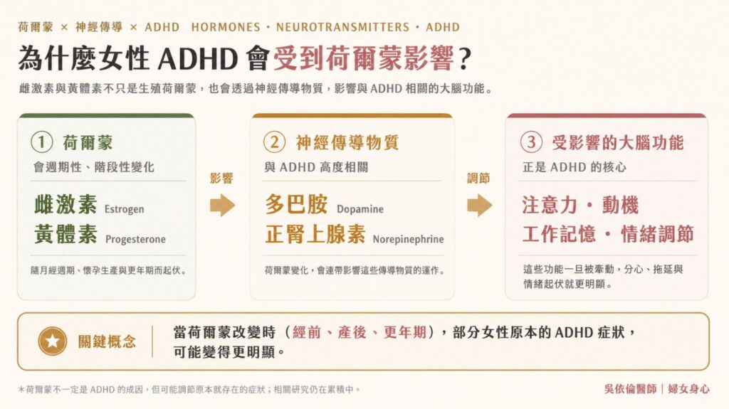 雌激素與黃體素如何透過神經傳導物質調節女性 ADHD 症狀的機轉圖。