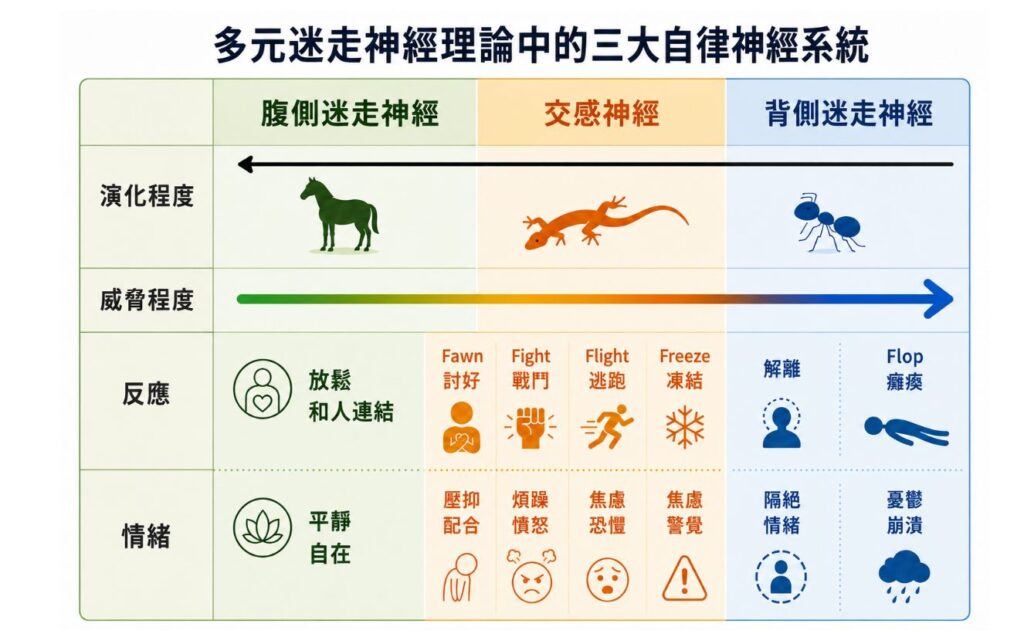 多元迷走神經理論三大自律神經系統對照圖:腹側迷走神經放鬆連結、交感神經啟動討好戰鬥逃跑凍結反應、背側迷走神經解離癱瘓,依威脅與演化程度排列
